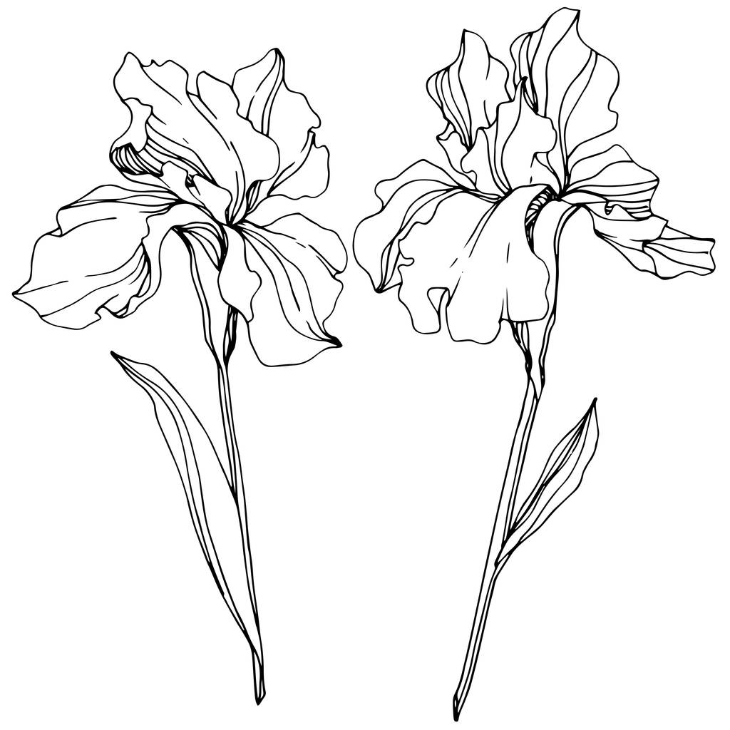 Fiore botanico floreale del vettore Iris. Fiore selvatico primaverile isolato. Inchiostro inciso in bianco e nero art. Elemento di illustrazione dell'iride isolata
. - Vettoriali, immagini