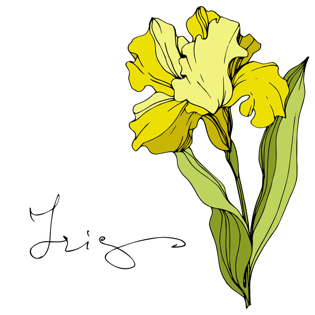 Vektori Keltainen iiris kukka kasvitieteellinen kukka. Kaiverrettua mustetaidetta. Erillinen värikalvon kuvituselementti
. - Vektori, kuva
