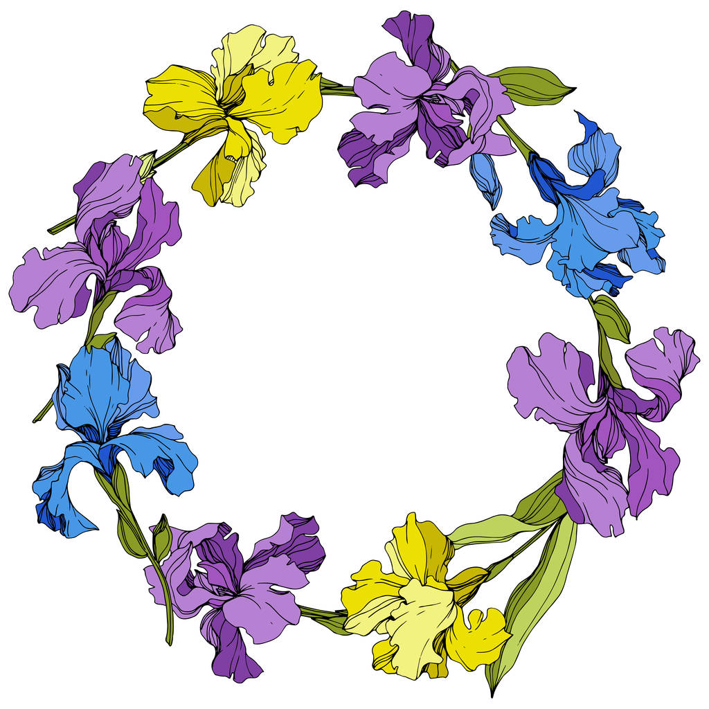 Vector paars, geel en blauw Iris Floral botanische bloem. Gegraveerde inkt kunst. Frame rand ornament vierkant. - Vector, afbeelding