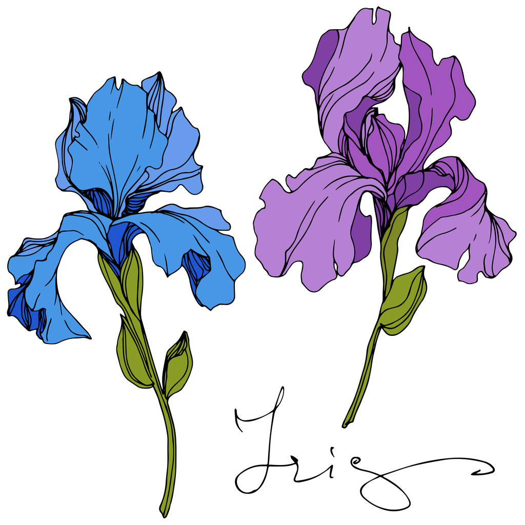 ベクトルブルーと紫の虹彩花植物の花。インクアートを彫刻。孤立した虹彩イラスト要素. - ベクター画像