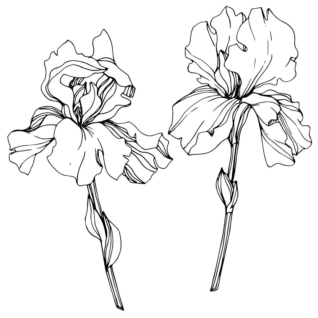 Векторный цветочный ботанический цветок Ирис. Черно-белый рисунок чернил. Изолированный элемент иллюстрации радужки
. - Вектор,изображение
