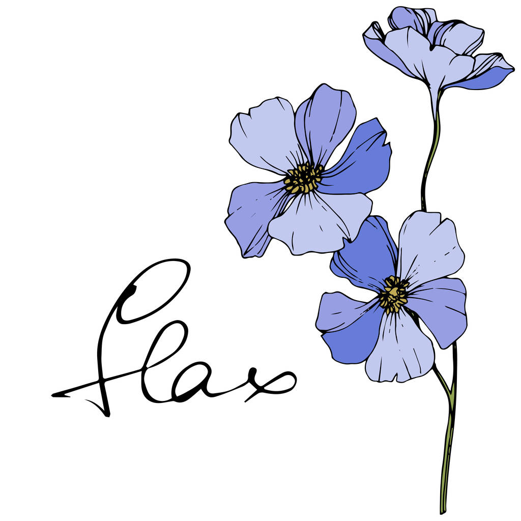 Διάνυσμα μπλε λινάρι floral βοτανικό λουλούδι. Άγριο λουλούδι φύλλων ελατηρίου. Χαραγμένη τέχνη μελανιού. Απομονωμένο στοιχείο απεικόνισης λίνου. - Διάνυσμα, εικόνα