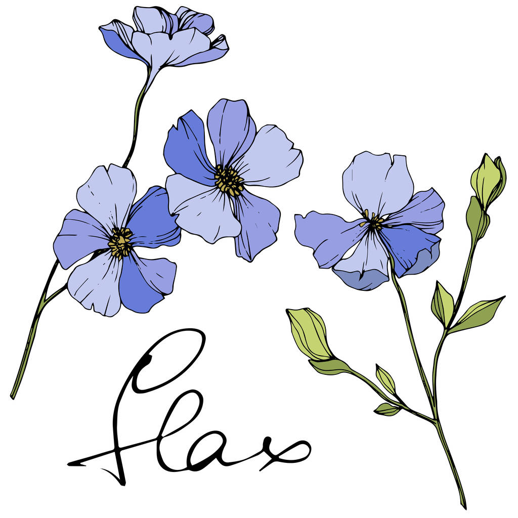 Vektor kék len virágos botanikai virág. Vad tavaszi levél vadvirág. Gravírozott tinta művészet. Az elszigetelt len illusztrációs elem. - Vektor, kép