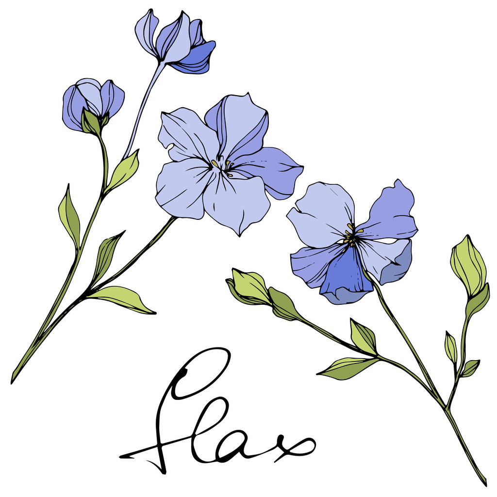 Vektör Mavi keten çiçek botanik çiçek. Yabani bahar yaprağı kır çiçeği. Oyulmuş mürekkep sanatı. İzole keten illüstrasyon elemanı. - Vektör, Görsel