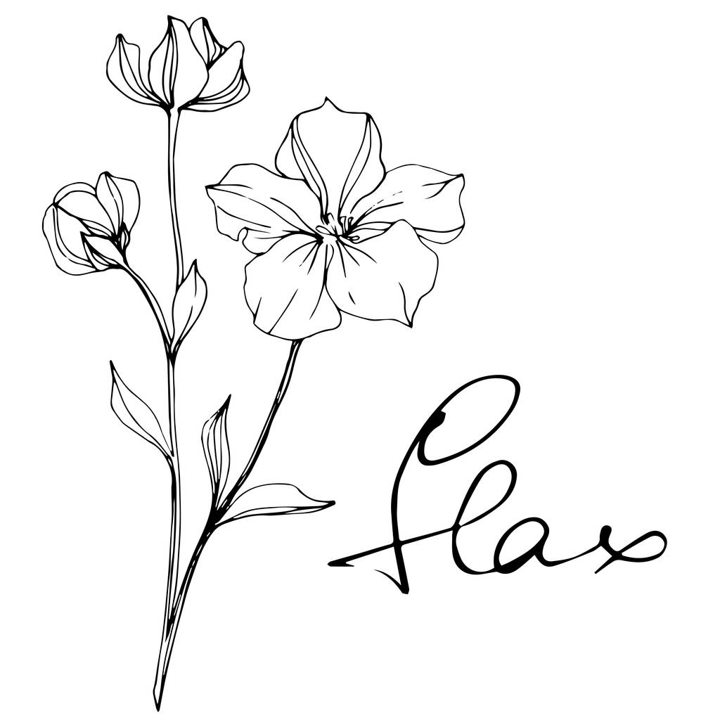 Vektori Flax kukka kasvitieteellinen kukka. Musta ja valkoinen kaiverrettu muste taidetta. Erillinen pellavan kuvituselementti
. - Vektori, kuva
