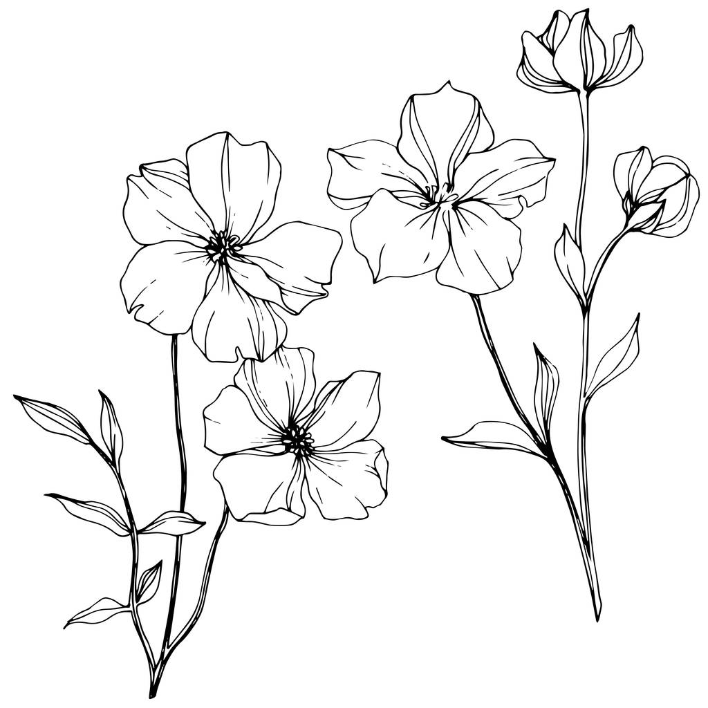 Vector Flax цветочный ботанический цветок. Черно-белый рисунок чернил. Изолированный льняной иллюстрационный элемент
. - Вектор,изображение