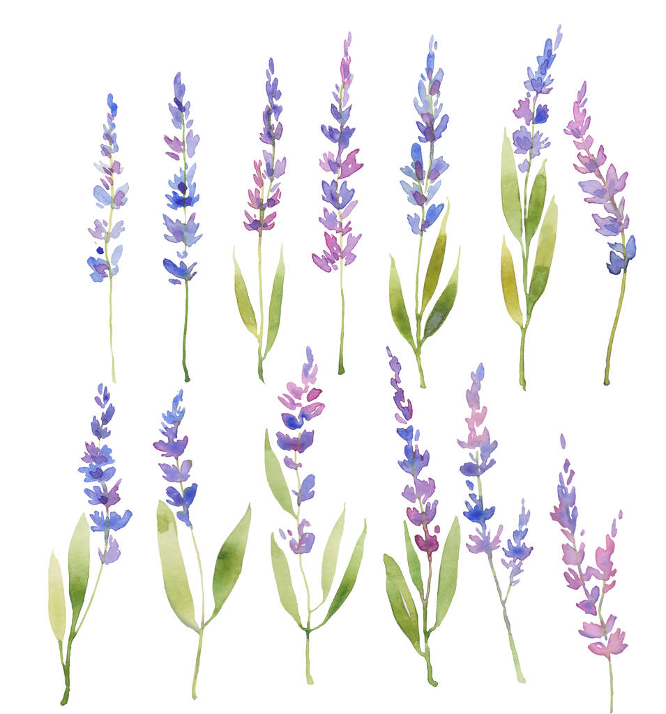 Aquarell Lavendel Set floralen provenzalischen Stil Design. handgezeichnete Feldblumen isoliert auf weißem Hintergrund. Florales Design  - Foto, Bild