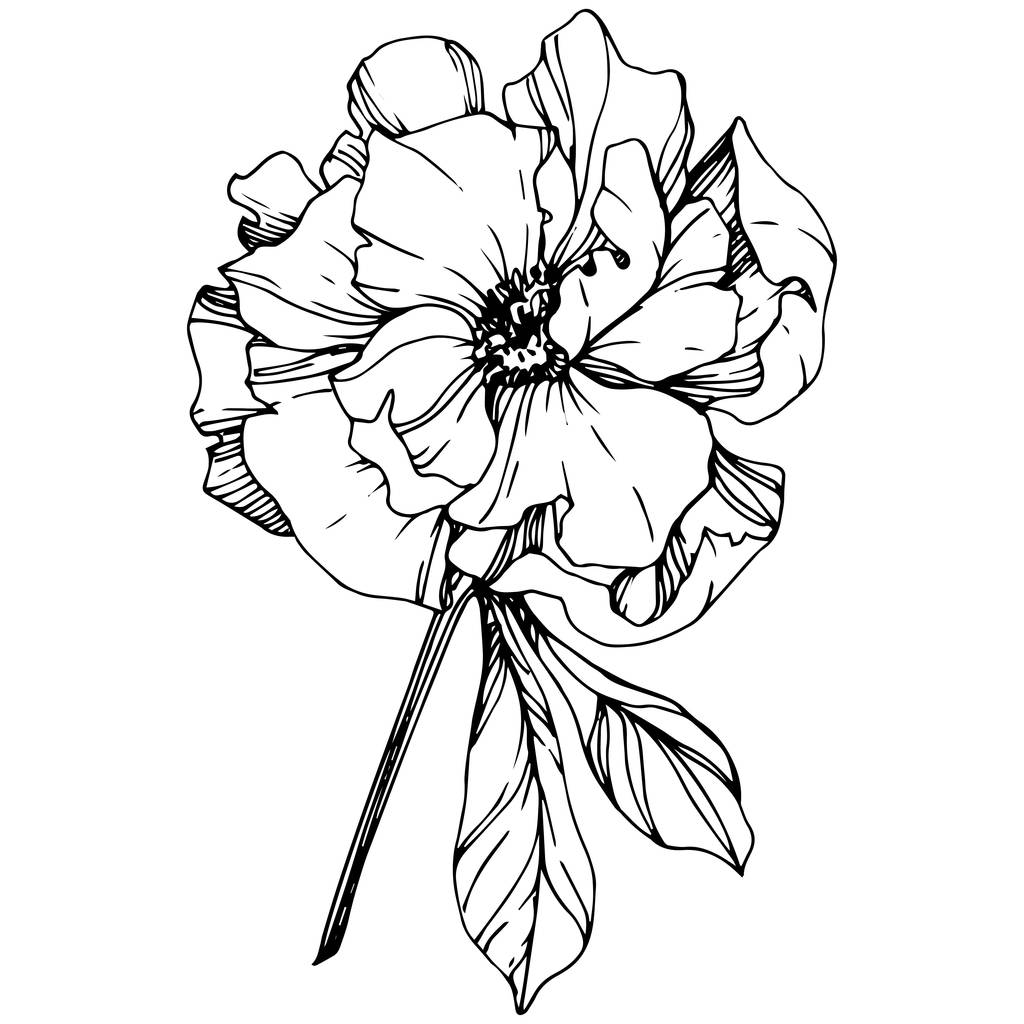 ベクトル牡丹の花植物花 野生春葉のワイルドフラワーが分離されました 黒と白には アートが刻まれています 隔離された牡丹の図要素 ロイヤリティフリー のベクターグラフィック画像