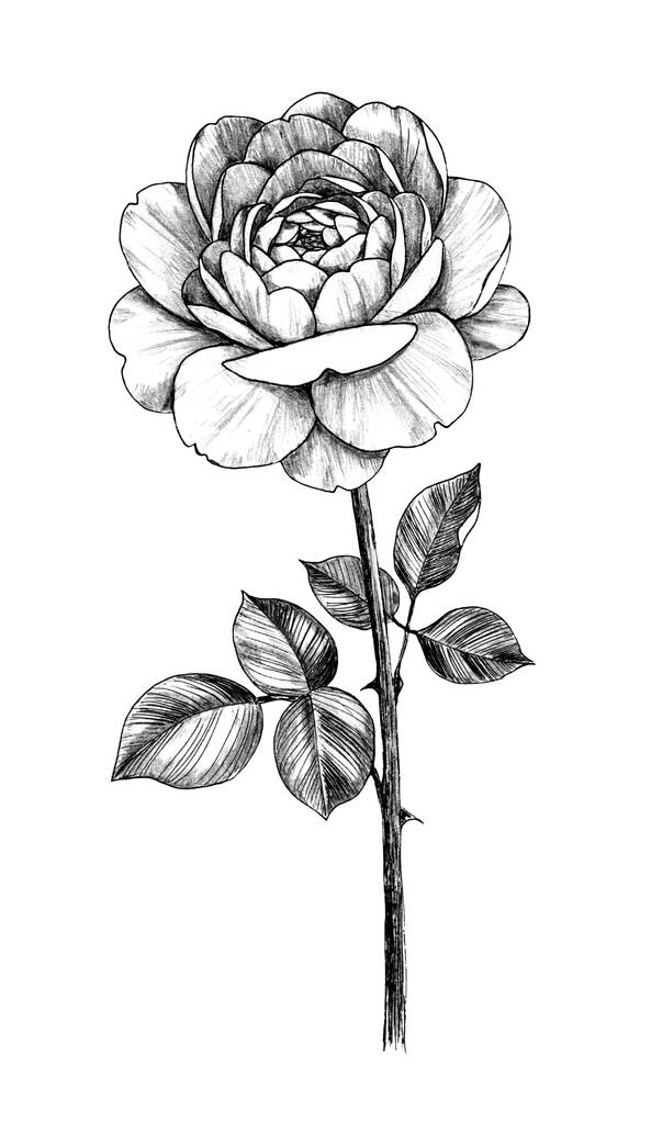 Rose disegnate a mano con foglie
 - Foto, immagini