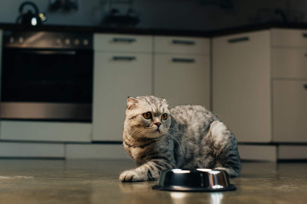 cinza escocês dobra gato perto tigela no chão na cozinha
 - Foto, Imagem