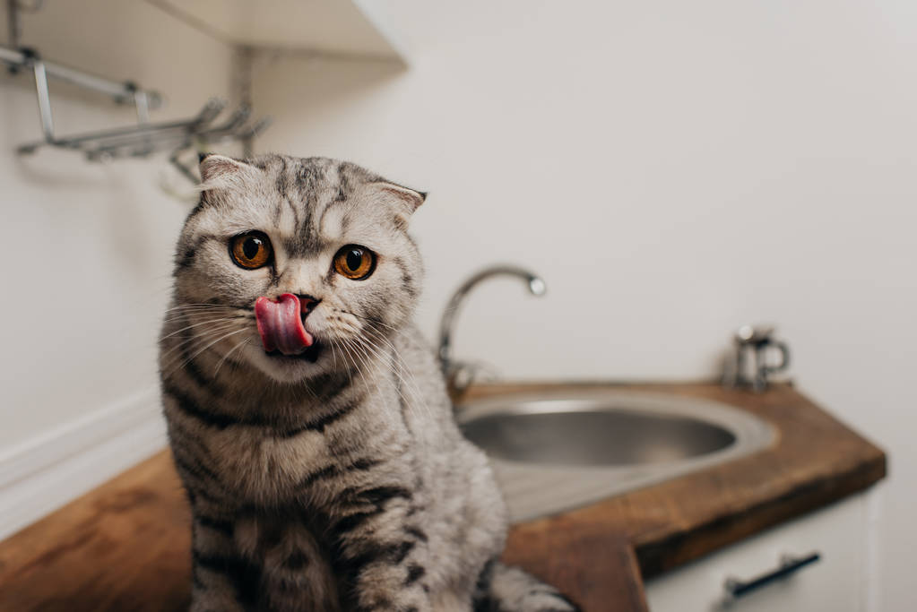 cute Tabby szary szkocki składany kot siedzi na kuchnia licznik i lizanie nosa - Zdjęcie, obraz
