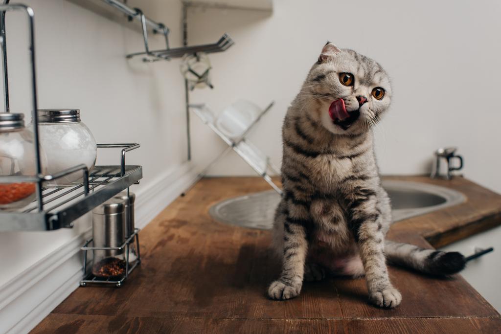 aranyos szürke skót Fold macska ül a konyhai pult és az orr nyalás - Fotó, kép