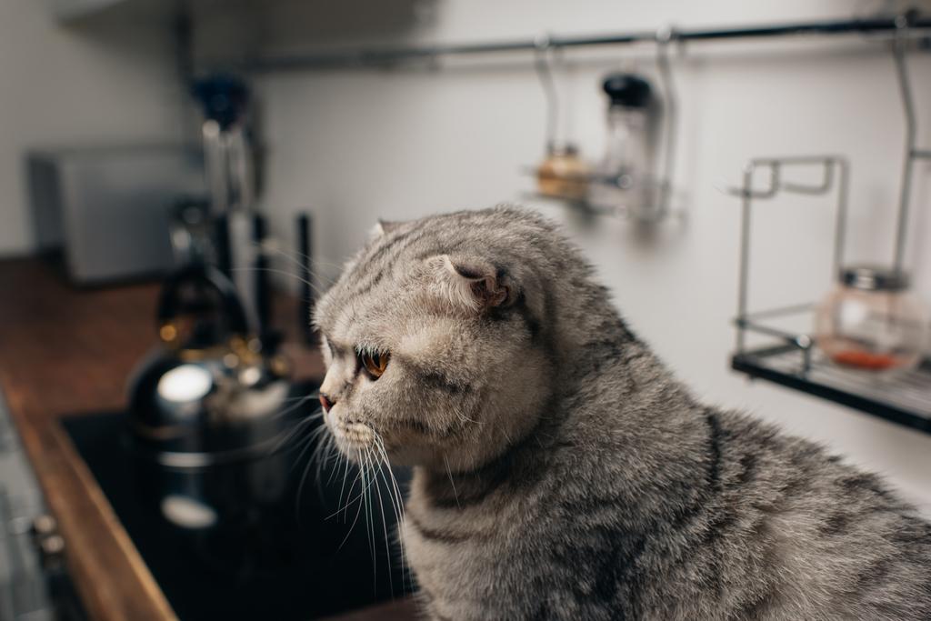 foco seletivo de adorável escocês dobra gato sentado na cozinha
 - Foto, Imagem