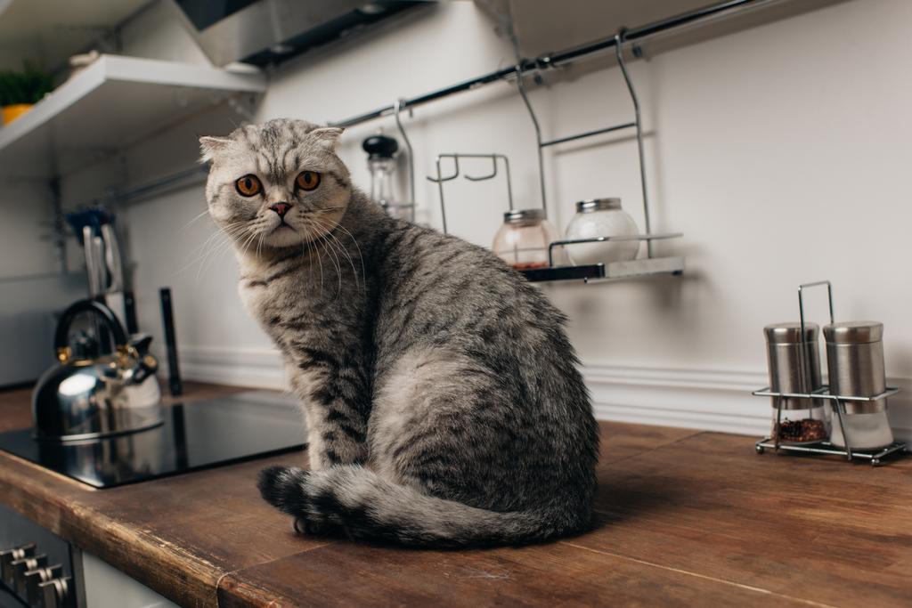 schattig grijs Schotse fold kat zittend op de teller van de keuken - Foto, afbeelding
