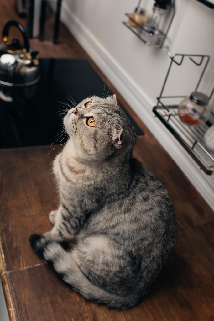 キッチンカウンターに座っているかわいいグレーのスコットランド折りたたみ猫の高角ビュー - 写真・画像