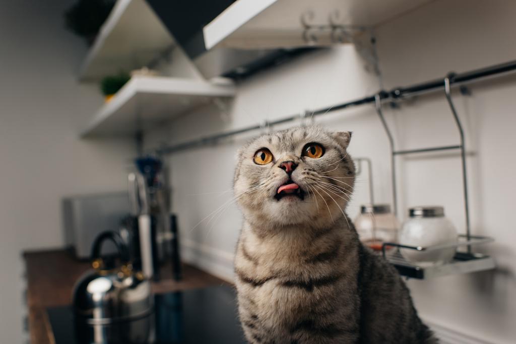 かわいい灰色のスコットランドの折り畳み猫は、キッチンカウンターに座って、舌を突き出す - 写真・画像