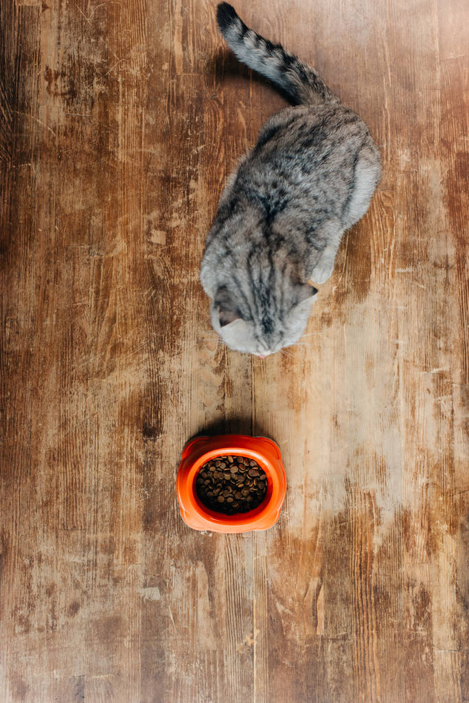 Widok z góry szkocki składany kot w pobliżu miski z karmy dla zwierząt domowych na podłodze - Zdjęcie, obraz