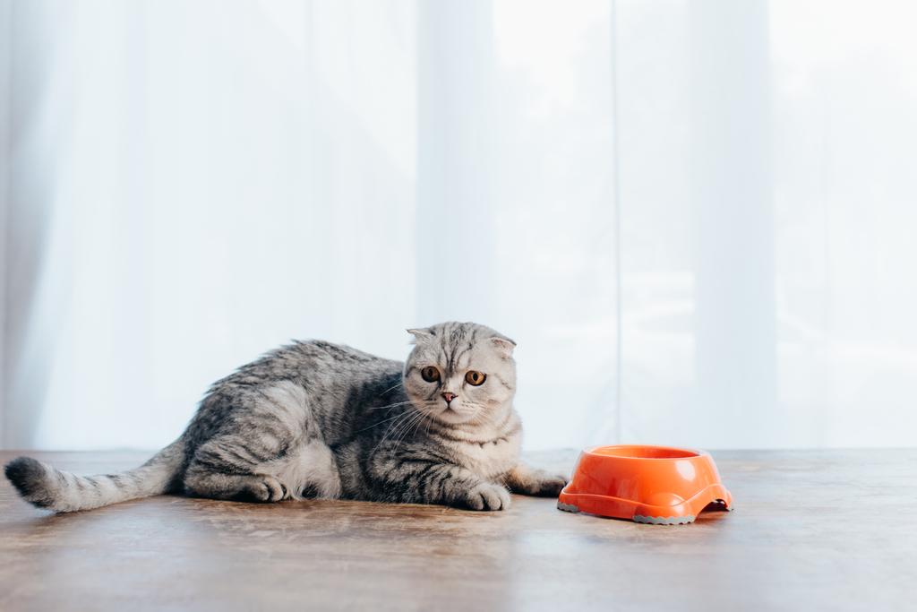scottish fold cat lying on table near bowl with pet food - Photo, Image