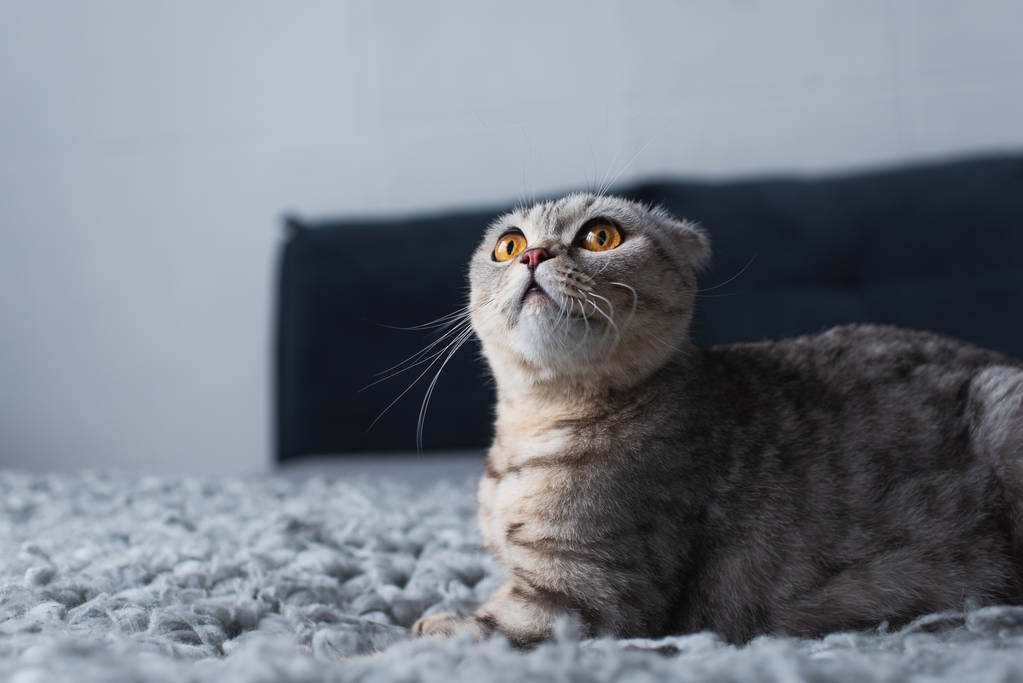 adorable escocés plegable gato sentado en dormitorio y mirando hacia arriba
 - Foto, Imagen