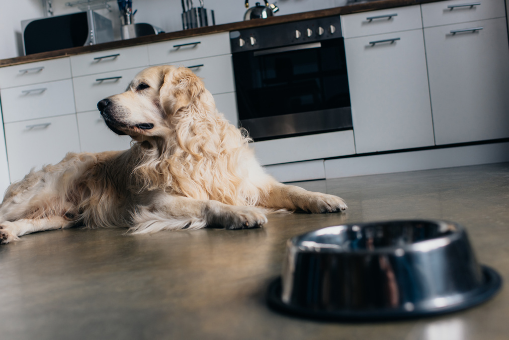 adorabile golden retriever sdraiato vicino a ciotola di metallo a casa in cucina
 - Foto, immagini