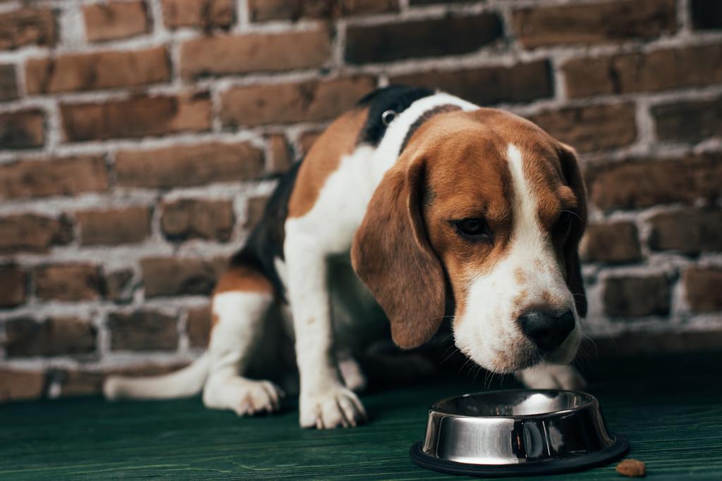 adorable perro beagle sentado cerca de cuenco de metal con comida para mascotas
  - Foto, imagen
