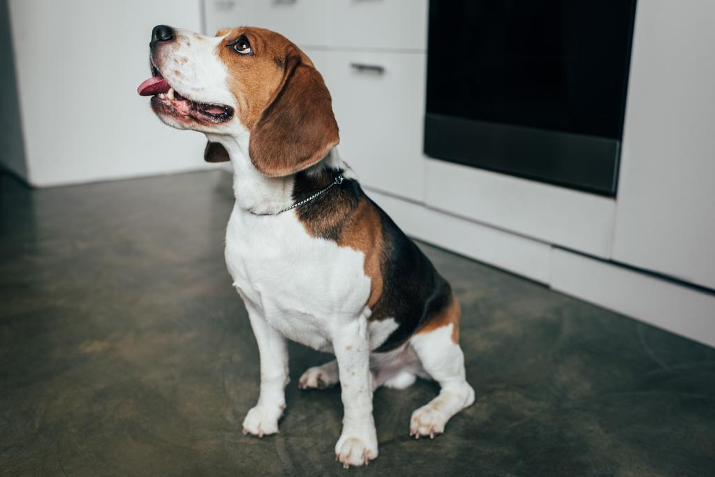 mutfakta yerde oturan sevimli beagle köpek - Fotoğraf, Görsel