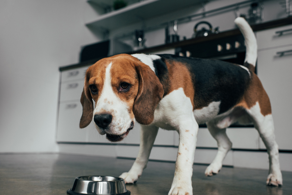 mutfakta metal kase yakınında sevimli beagle köpek - Fotoğraf, Görsel