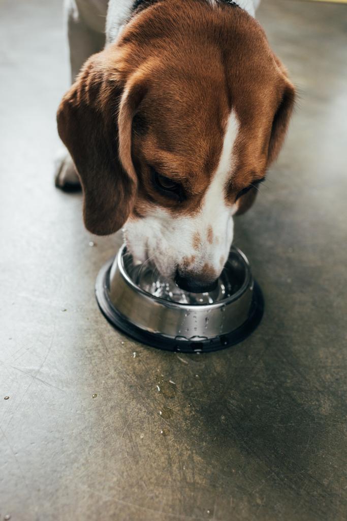 Очаровательная собака-пёс пьет воду из металлической миски на кухне
 - Фото, изображение