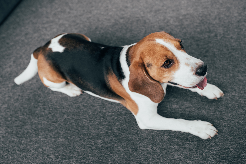 adorável cão beagle sentado no chão com a língua para fora
 - Foto, Imagem