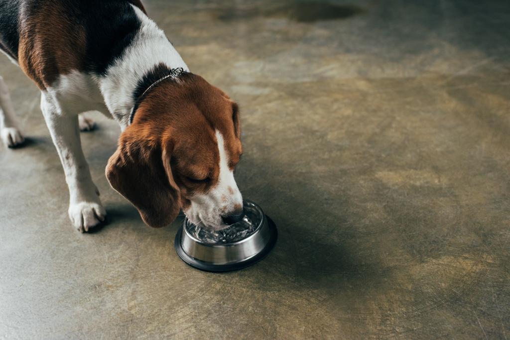 adorável cão beagle beber água da tigela
 - Foto, Imagem
