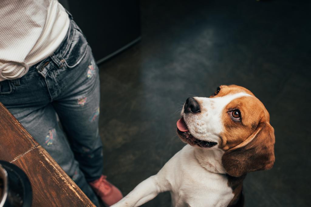 Rajattu näkymä nuori nainen lähellä ihana beagle koira
 - Valokuva, kuva