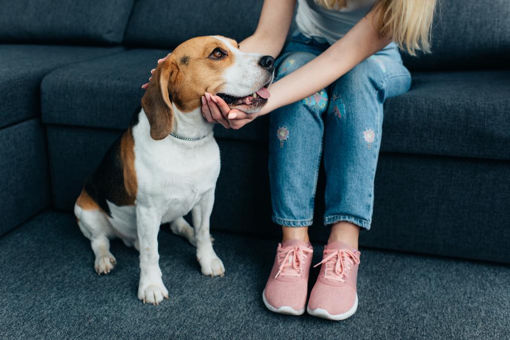 Teilbild einer jungen Frau, die auf der Couch sitzt und Beagle-Hund streichelt - Foto, Bild