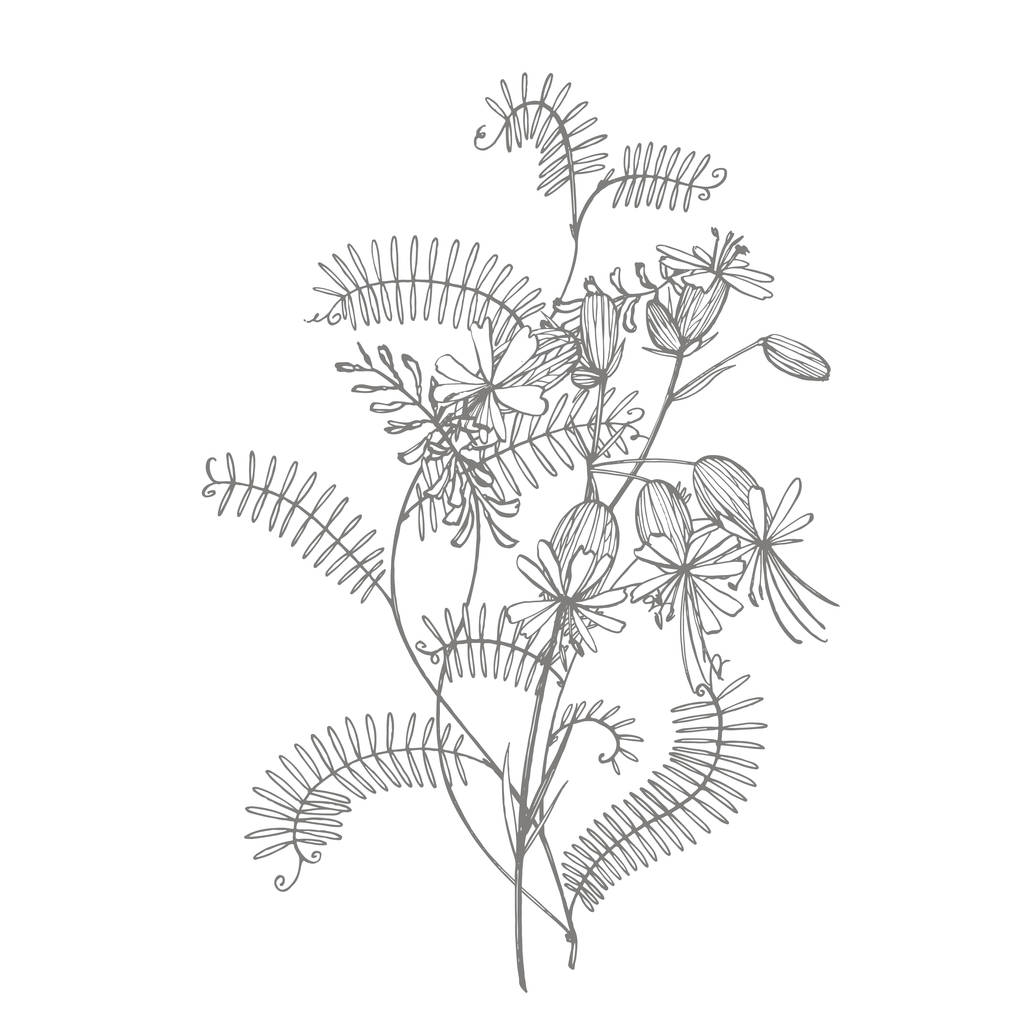 Κλάδος των άγριων φυτών βίτσια κράκα. Το Τσάντς Βέιτς ή τη βίτσια κράκα, vintage χαραγμένη εικόνα. Μπουκέτο με χειροποίητα λουλούδια και βότανα. Απεικόνιση βοτανικών φυτών. - Φωτογραφία, εικόνα
