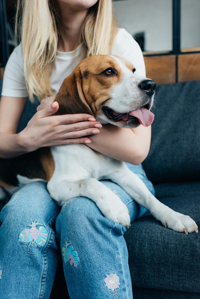 vue recadrée de la jeune femme assise sur le canapé et caressant chien beagle
 - Photo, image