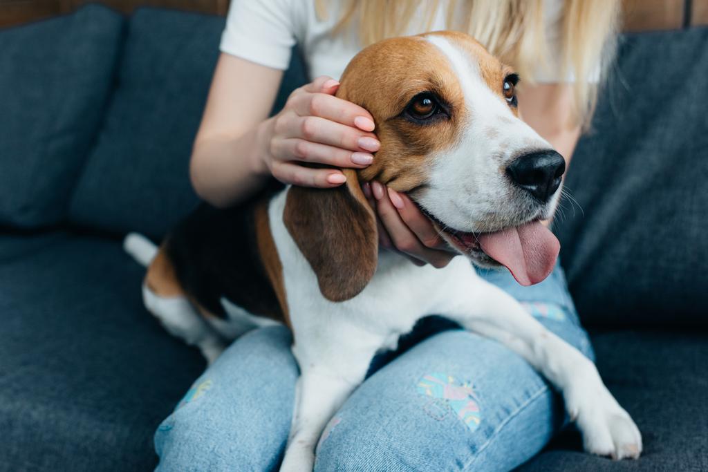 Ausgeschnittene Ansicht einer jungen Frau, die auf der Couch sitzt und zu Hause Beagle-Hund streichelt - Foto, Bild