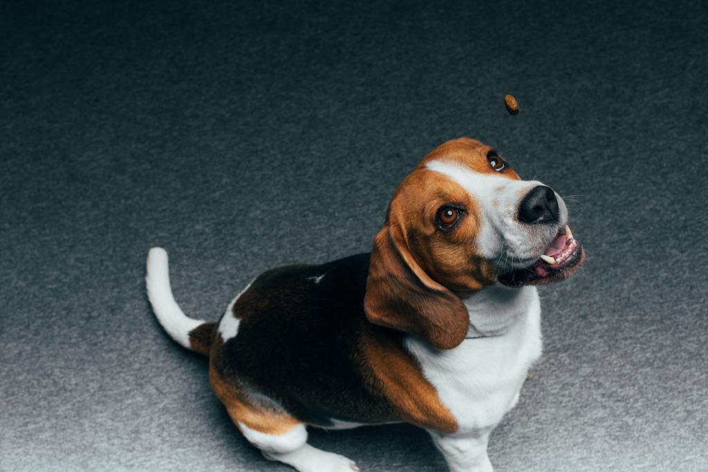 adorable beagle dog sitting on floor and looking up - Photo, Image