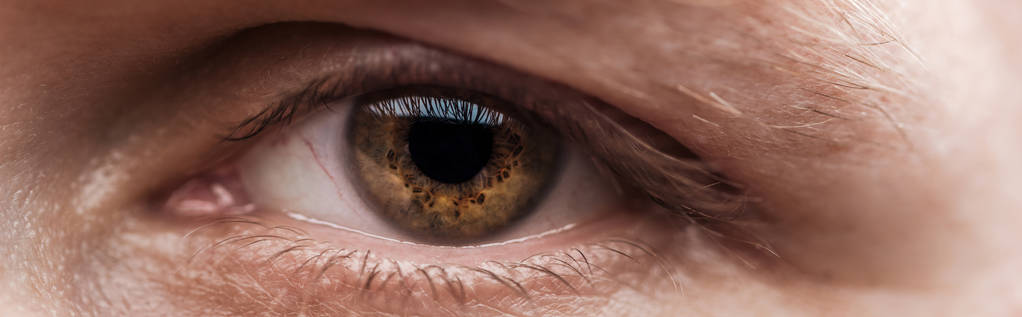 zblízka pohled na lidské hnědé oko, pohled na kameru, panoramatický záběr - Fotografie, Obrázek