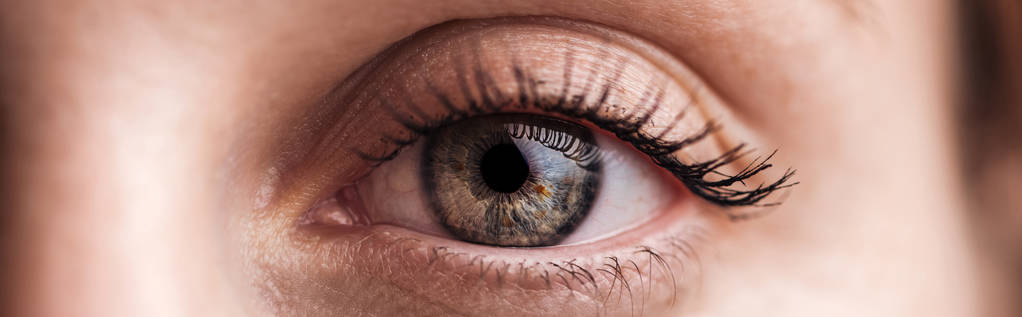 Nahaufnahme des menschlichen grauen Auges beim Anblick der Kamera, Panoramaaufnahme - Foto, Bild