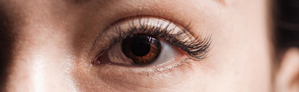 Close-up weergave van menselijk bruin oog met lange wimpers kijkend naar camera, panoramische foto - Foto, afbeelding