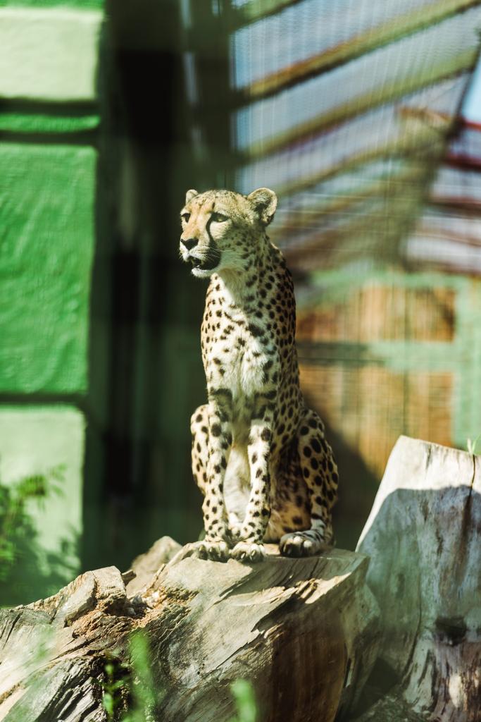 szelektív középpontjában a vadon élő leopárd ülő fa törzs közelében zöld növények állatkert  - Fotó, kép