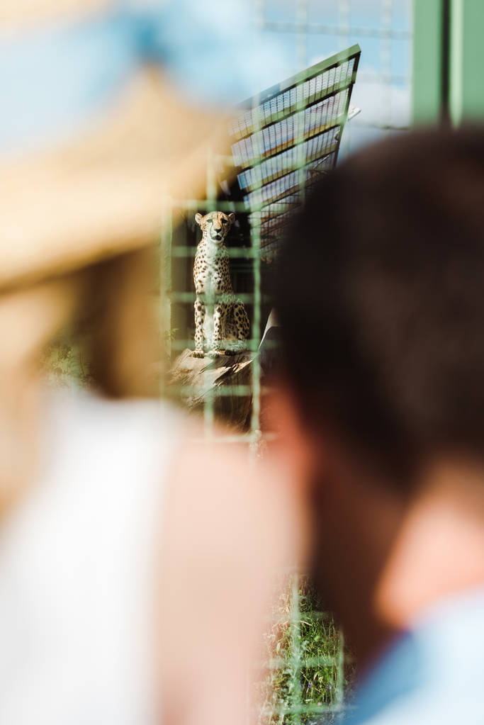 επιλεκτική εστίαση της λεοπαρδαλί σε κλουβί κοντά στον πατέρα και την κόρη στο ζωολογικό κήπο  - Φωτογραφία, εικόνα