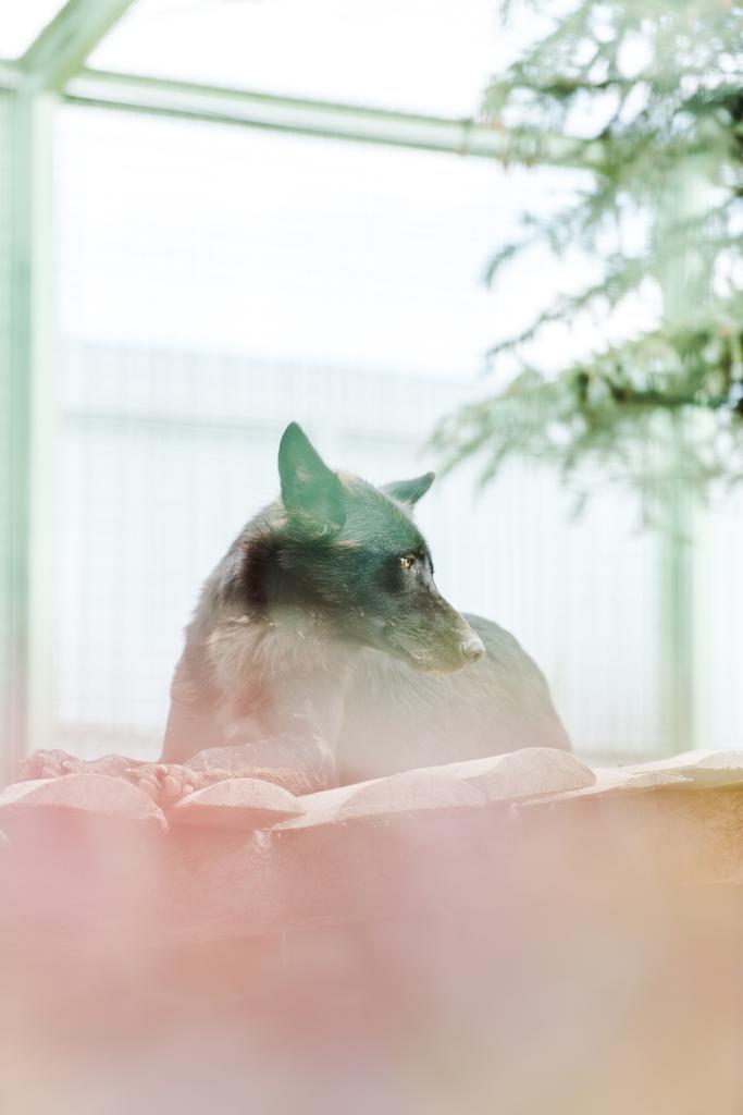 селективный фокус черного дикого волка, лежащего в зоопарке
 - Фото, изображение
