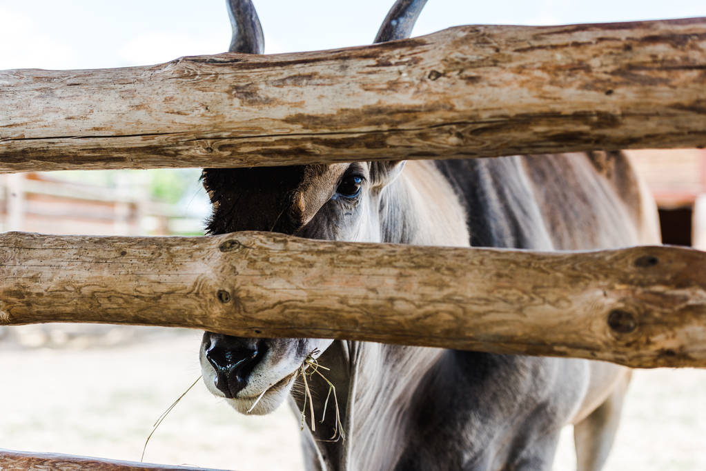 селективное внимание козы, стоящей у забора и поедающей сено
  - Фото, изображение