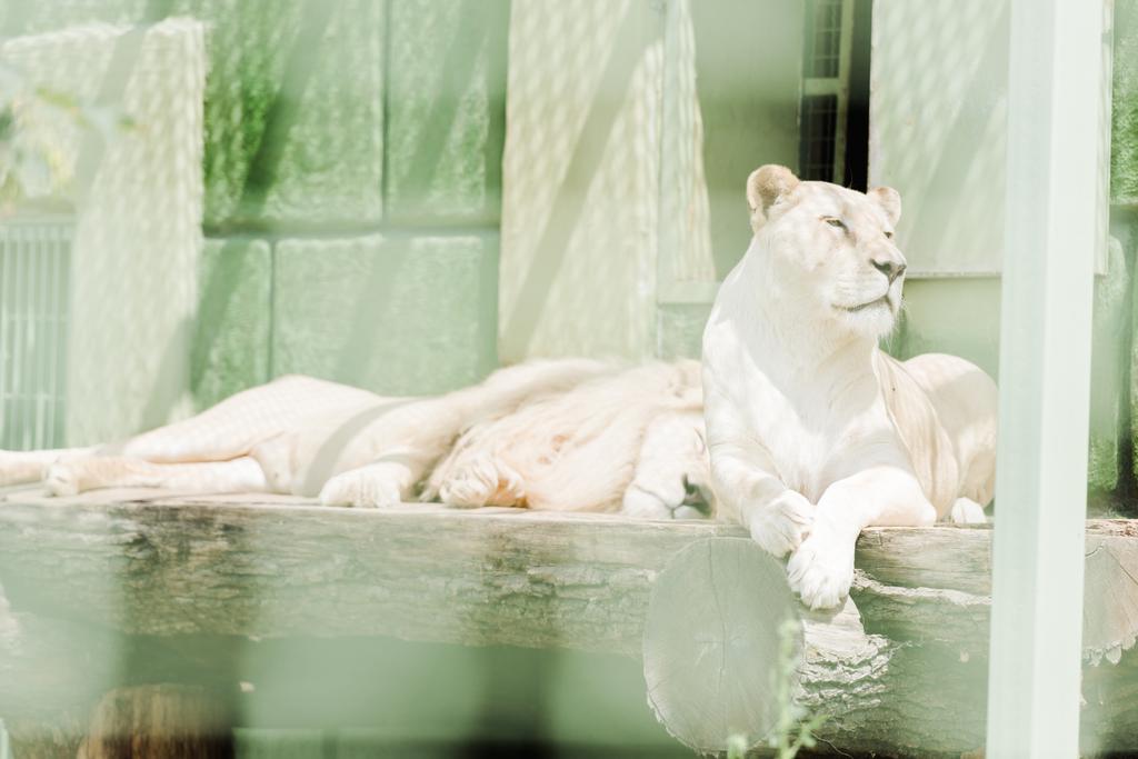 selective focus of dangerous lions lying in cage  - Photo, Image