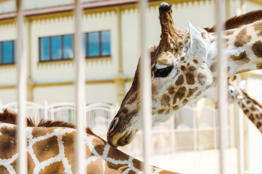 enfoque selectivo de las jirafas de pie en la jaula cerca del edificio en el zoológico
 - Foto, Imagen