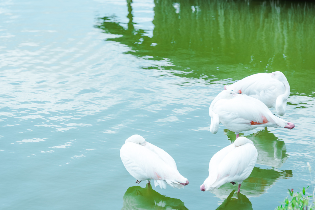 hayvanat bahçesinde gölet ayakta beyaz tüyleri ile balıkçıllar  - Fotoğraf, Görsel