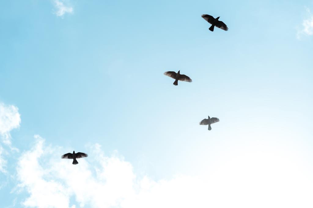 oiseaux noirs volant contre le ciel bleu avec des nuages blancs
  - Photo, image