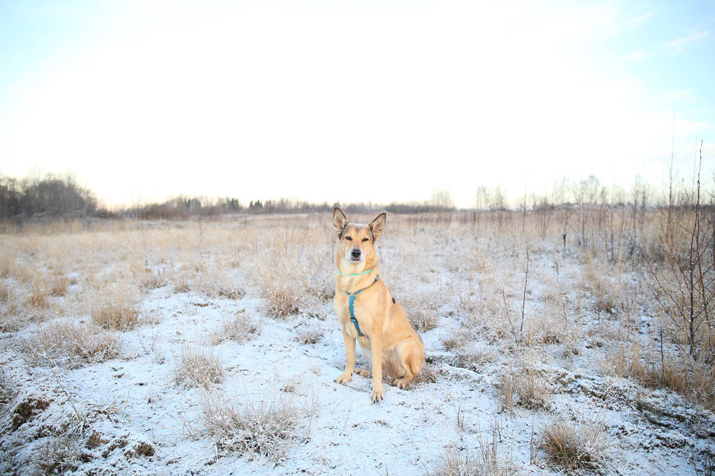 晴れた冬の野原を歩く幸せな赤毛のモングレル犬の肖像画. - 写真・画像