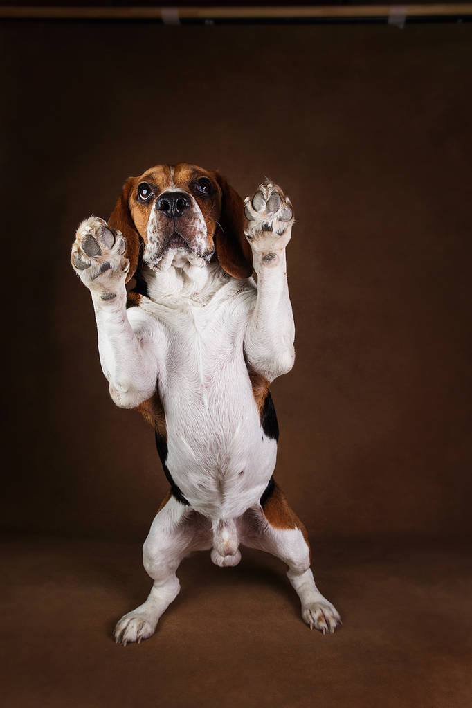 Carino cane beagle in piedi contro sfondo marrone
 - Foto, immagini