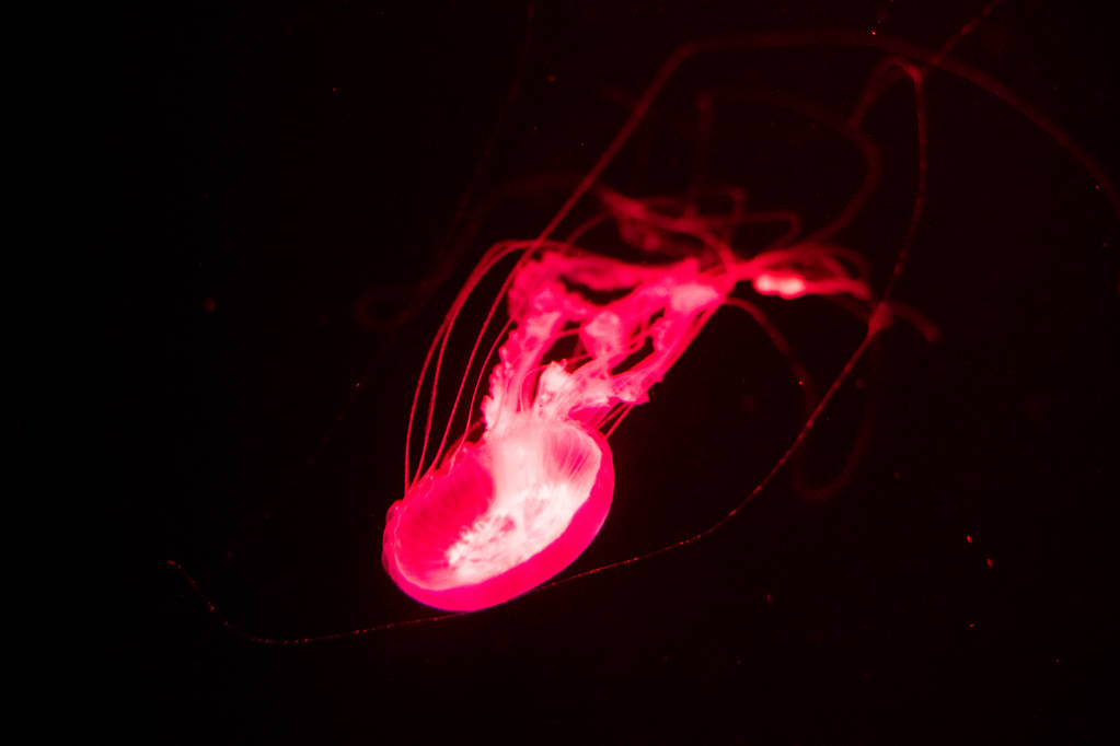 Fondo de vista relajante en cámara lenta de una medusa de color rojo brillante flotando lentamente en el agua oscura del acuario
 - Foto, Imagen